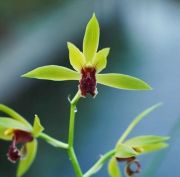 Cymbidium faberi